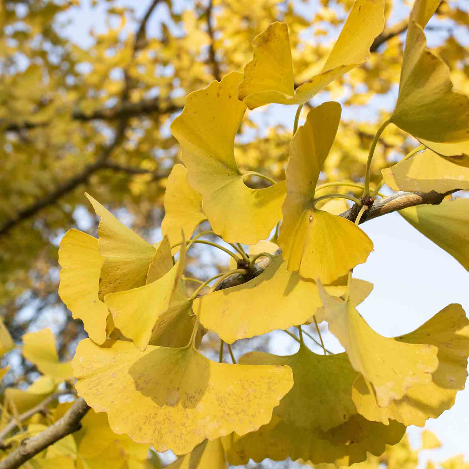 Ginkgo autunnale